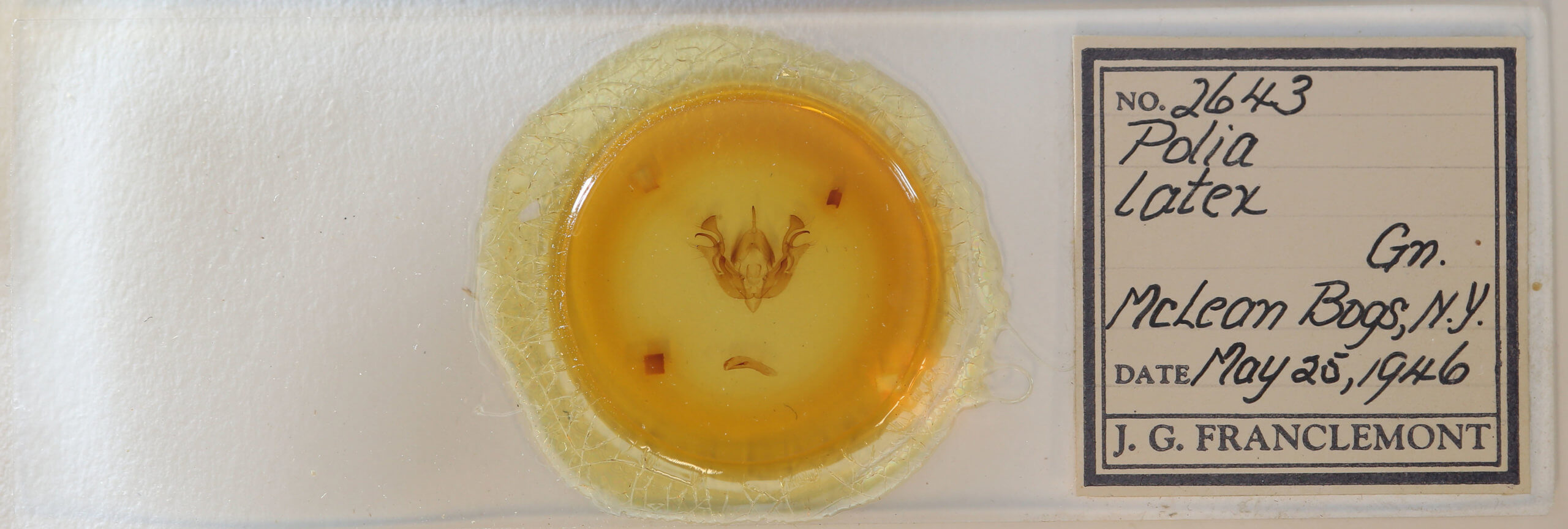 slide view of adult Morrisonia latex