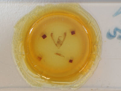 slide view of adult Pyrrhia umbria