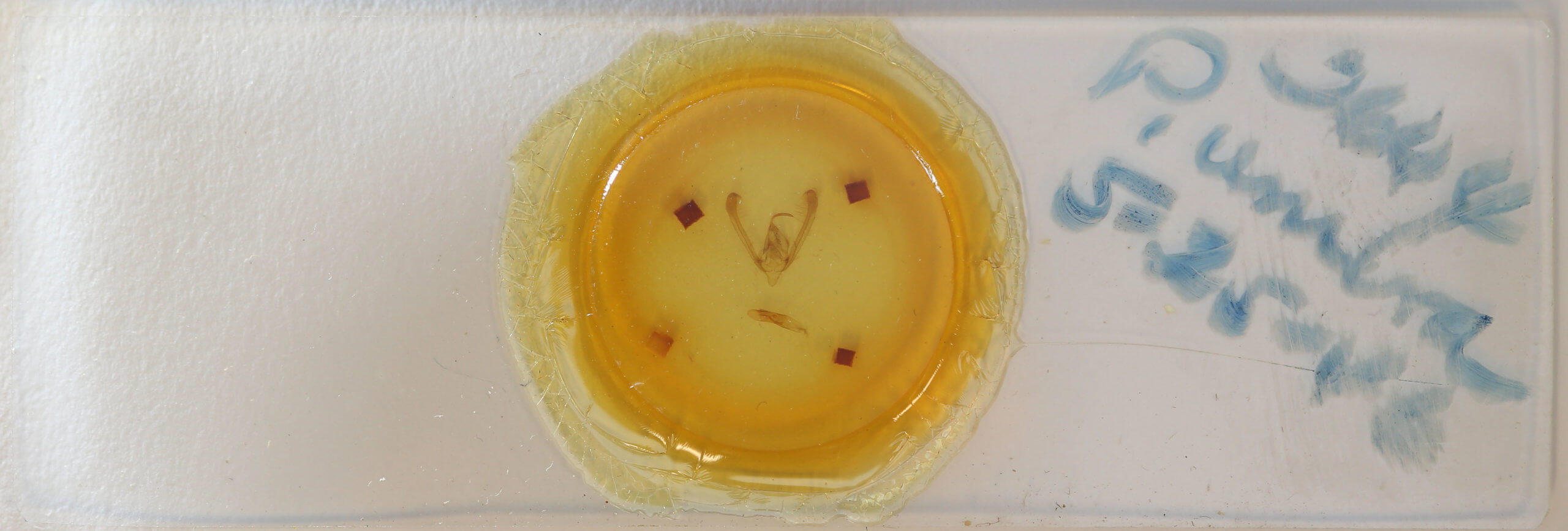 slide view of adult Pyrrhia umbria