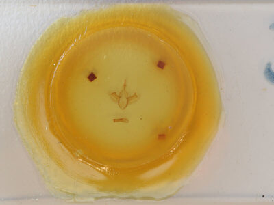 slide view of adult Parallelia bistriaris