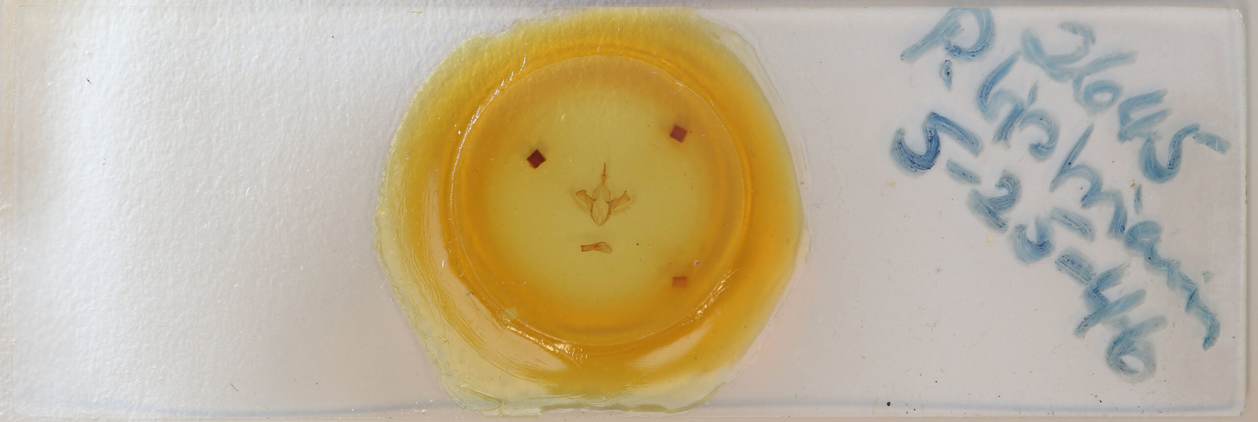 slide view of adult Parallelia bistriaris