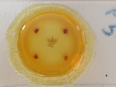 slide view of adult Hydriomena ruberata