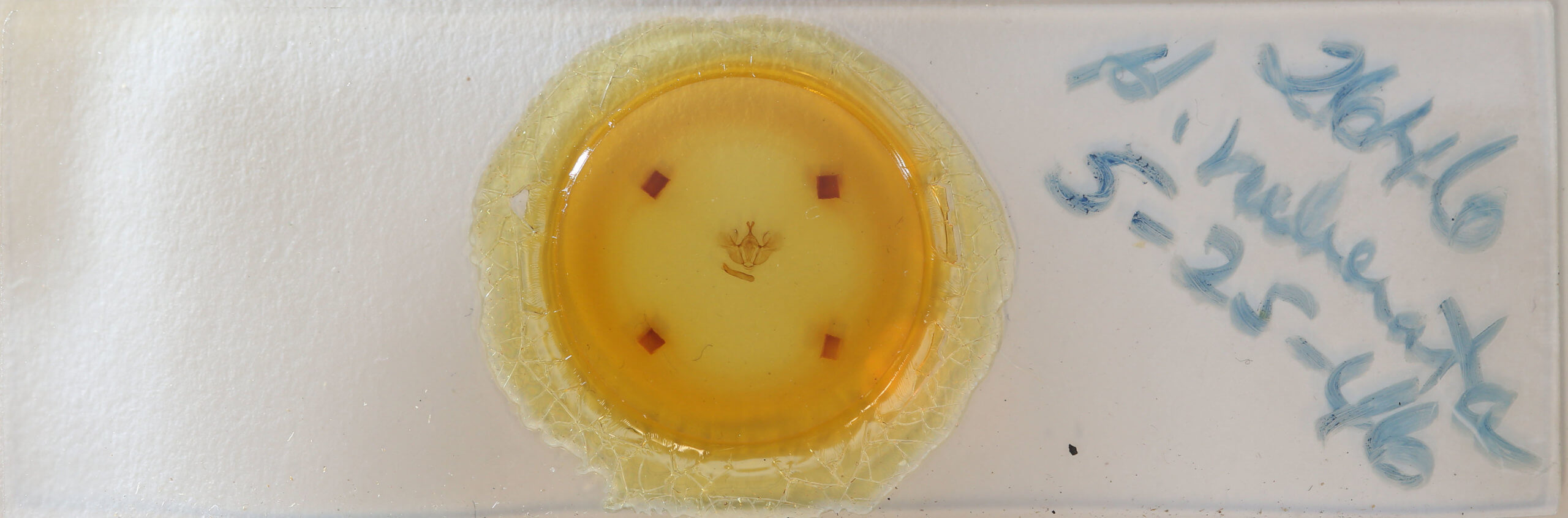 slide view of adult Hydriomena ruberata