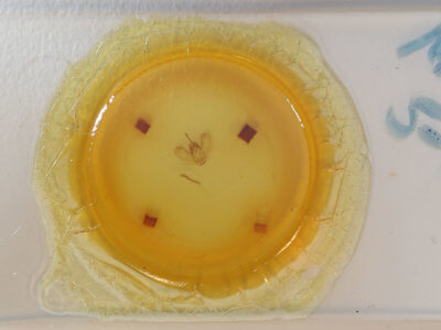 slide view of adult Metarranthis obfirmaria