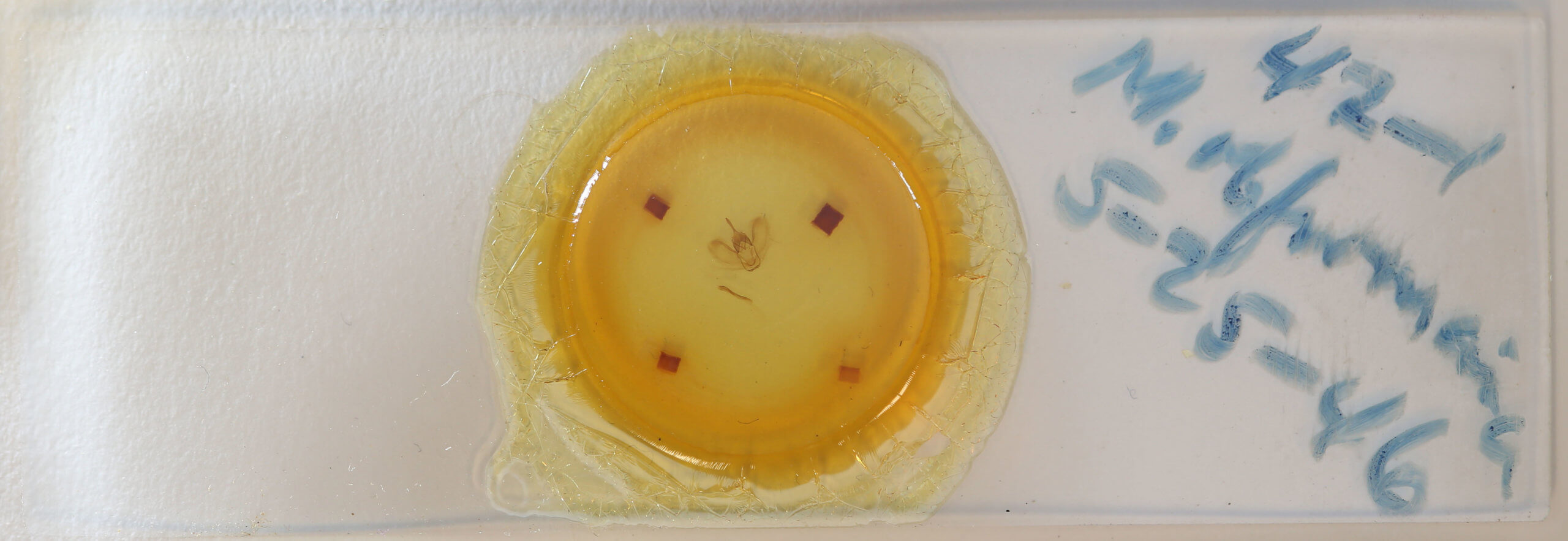 slide view of adult Metarranthis obfirmaria