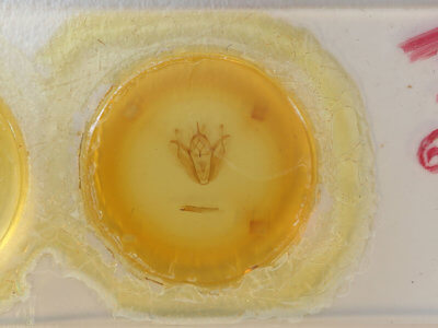 slide view of adult Pero morrisonaria