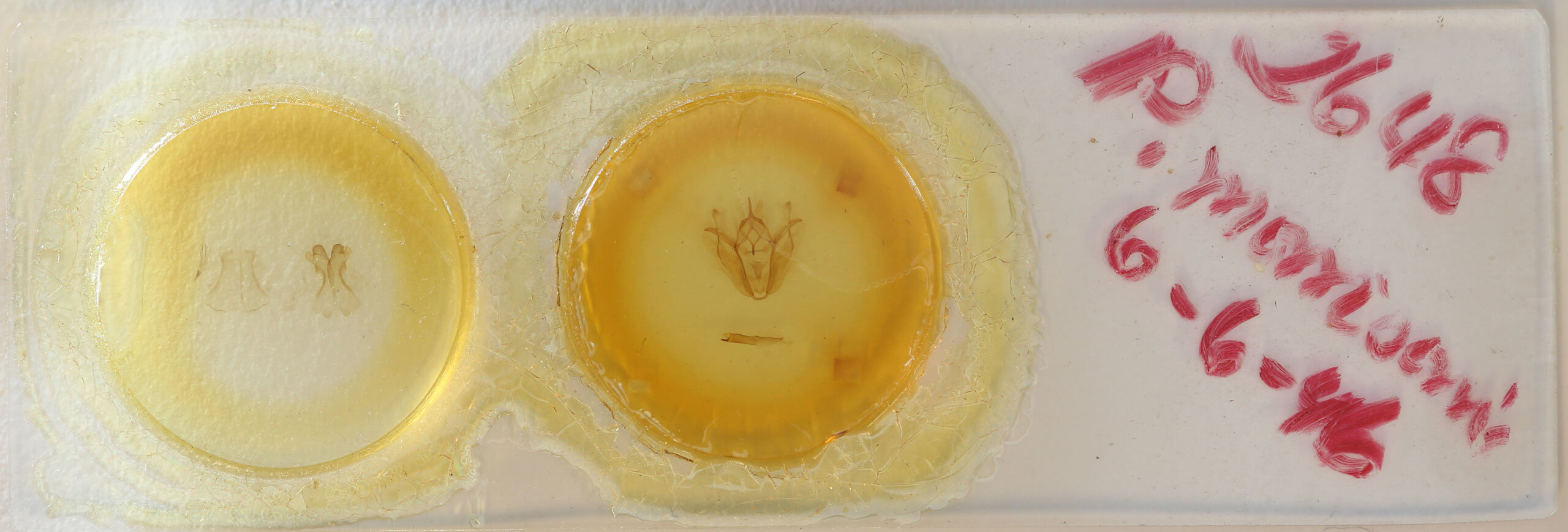 slide view of adult Pero morrisonaria