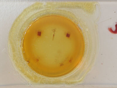 slide view of adult Xanthorhoe labradorensis