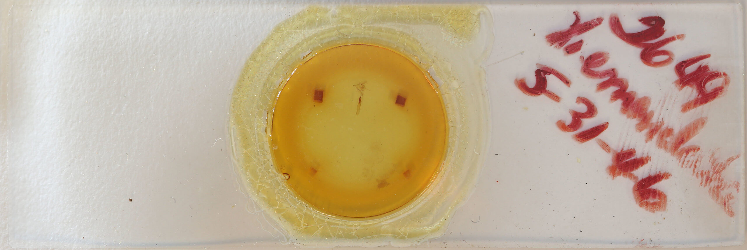 slide view of adult Xanthorhoe labradorensis