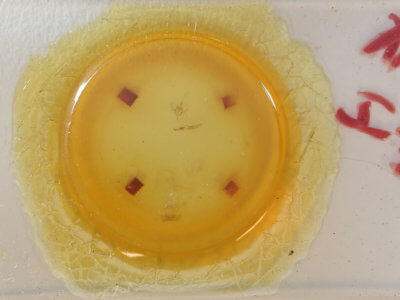 slide view of adult Xanthorhoe labradorensis