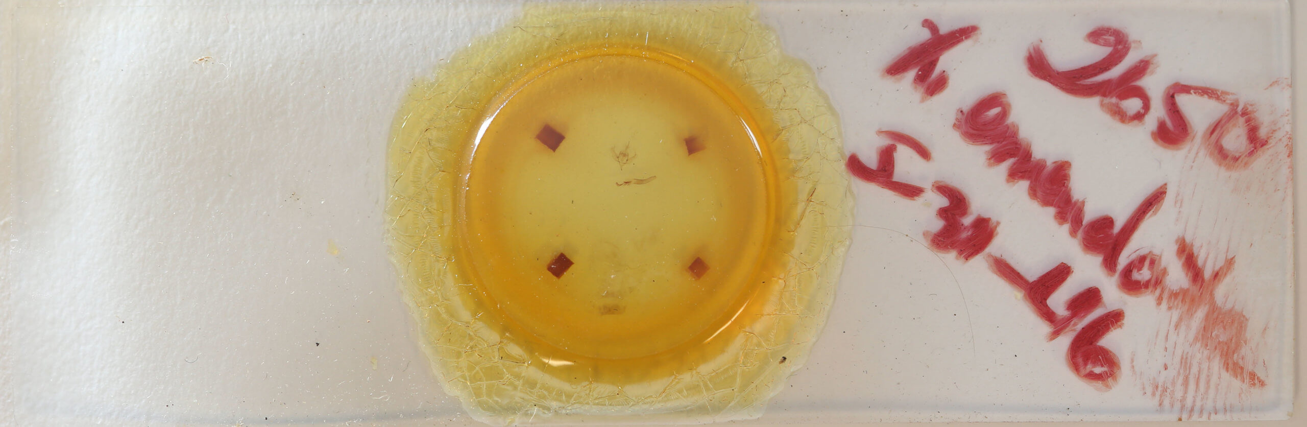 slide view of adult Xanthorhoe labradorensis