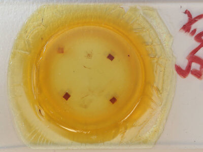 slide view of adult Xanthorhoe packardata