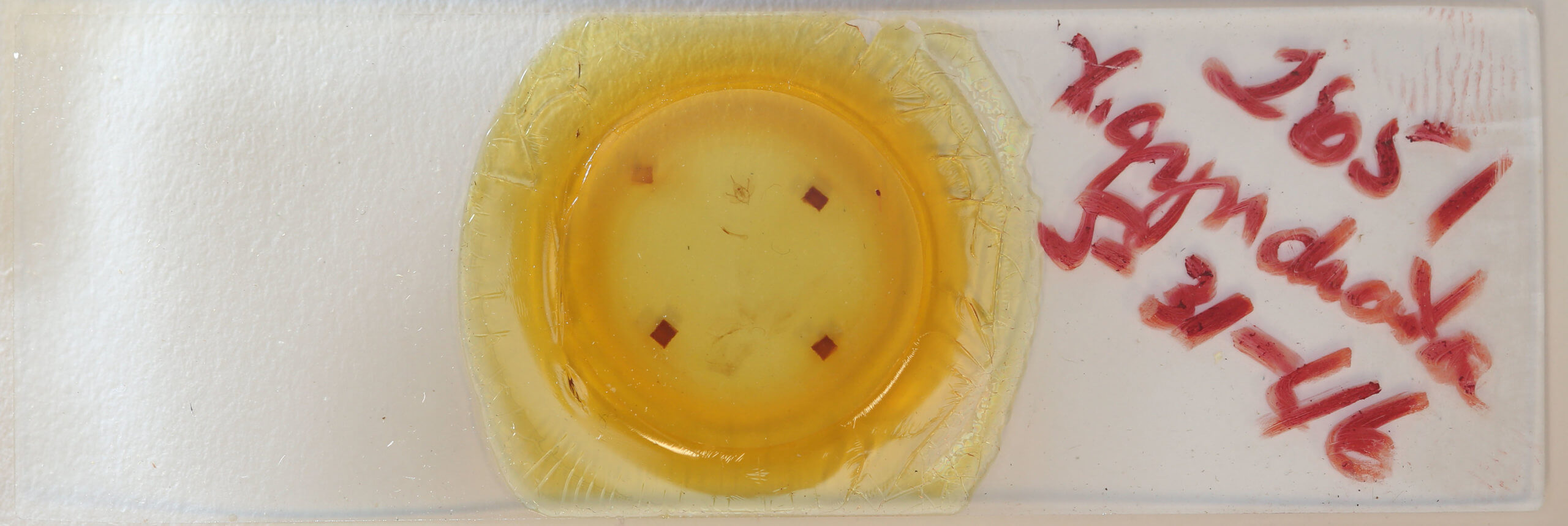 slide view of adult Xanthorhoe packardata