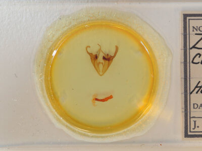 slide view of adult Zale curema