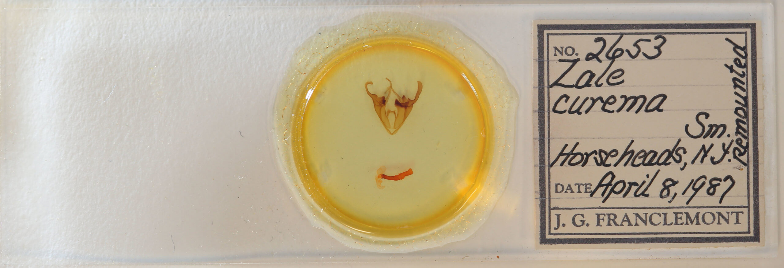 slide view of adult Zale curema