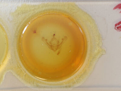 slide view of adult Globia oblonga