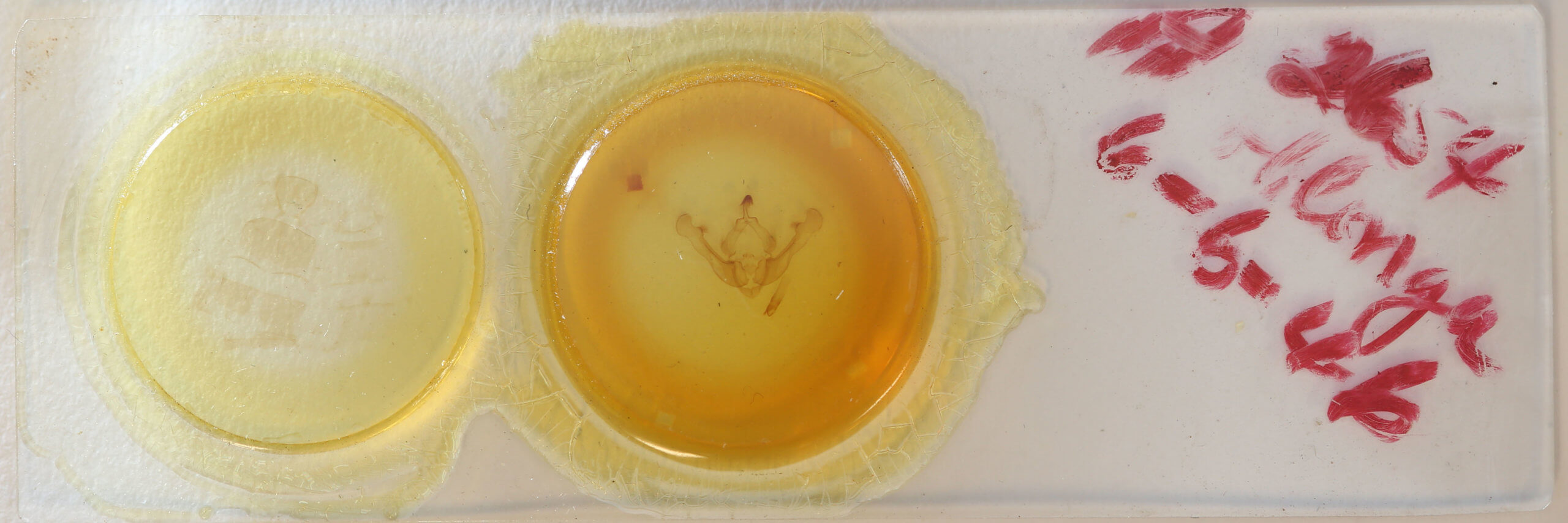 slide view of adult Globia oblonga