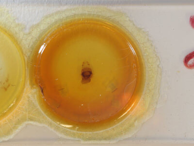 slide view of adult Symmerista suavis