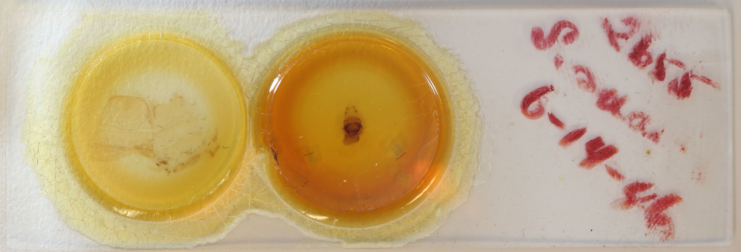 slide view of adult Symmerista suavis