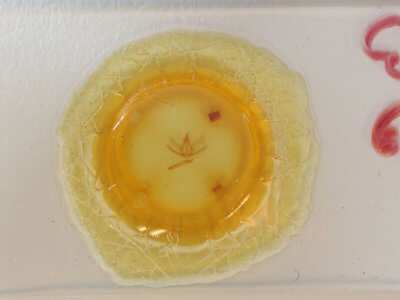 slide view of adult Ectropis crepuscularia