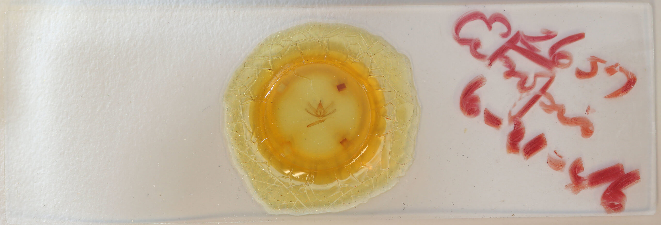 slide view of adult Ectropis crepuscularia