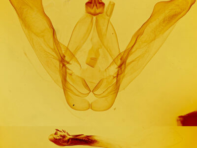genitalia view of adult Macrurocampa zayasi