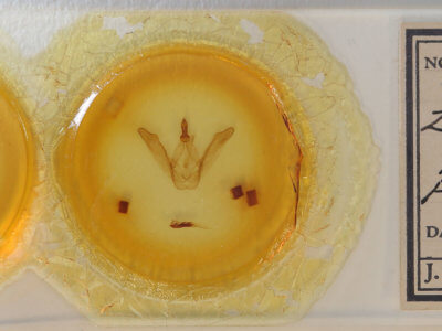 slide view of adult Macrurocampa zayasi