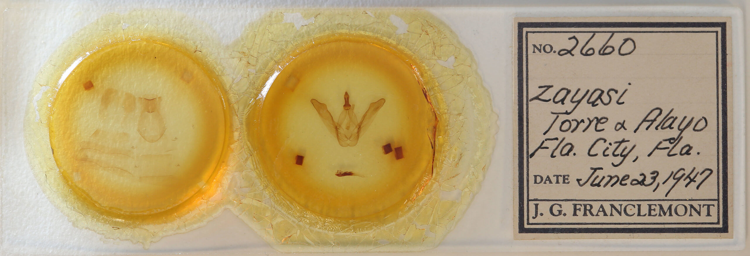 slide view of adult Macrurocampa zayasi