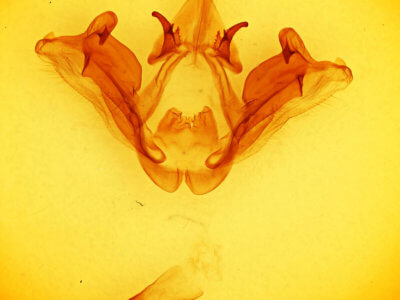 genitalia view of adult Datana diffidens