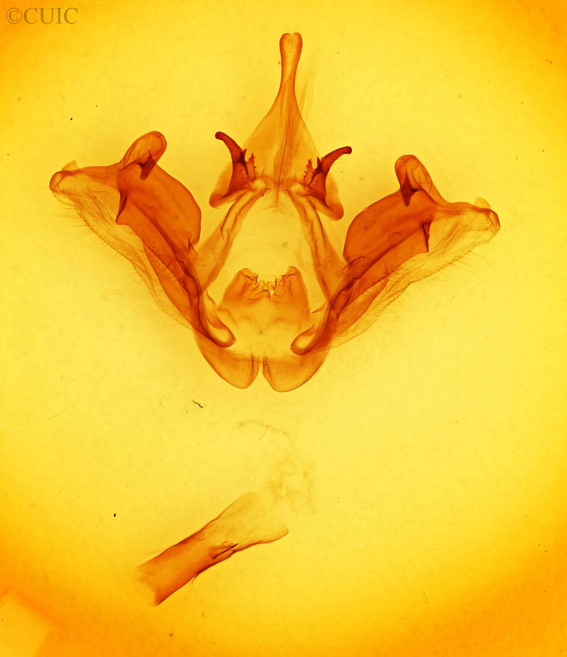 genitalia view of adult Datana diffidens