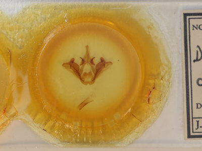 slide view of adult Datana diffidens