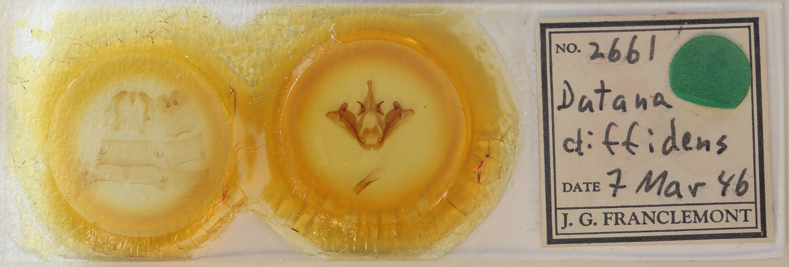 slide view of adult Datana diffidens