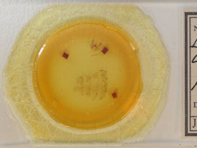 slide view of adult Isturgia dislocaria