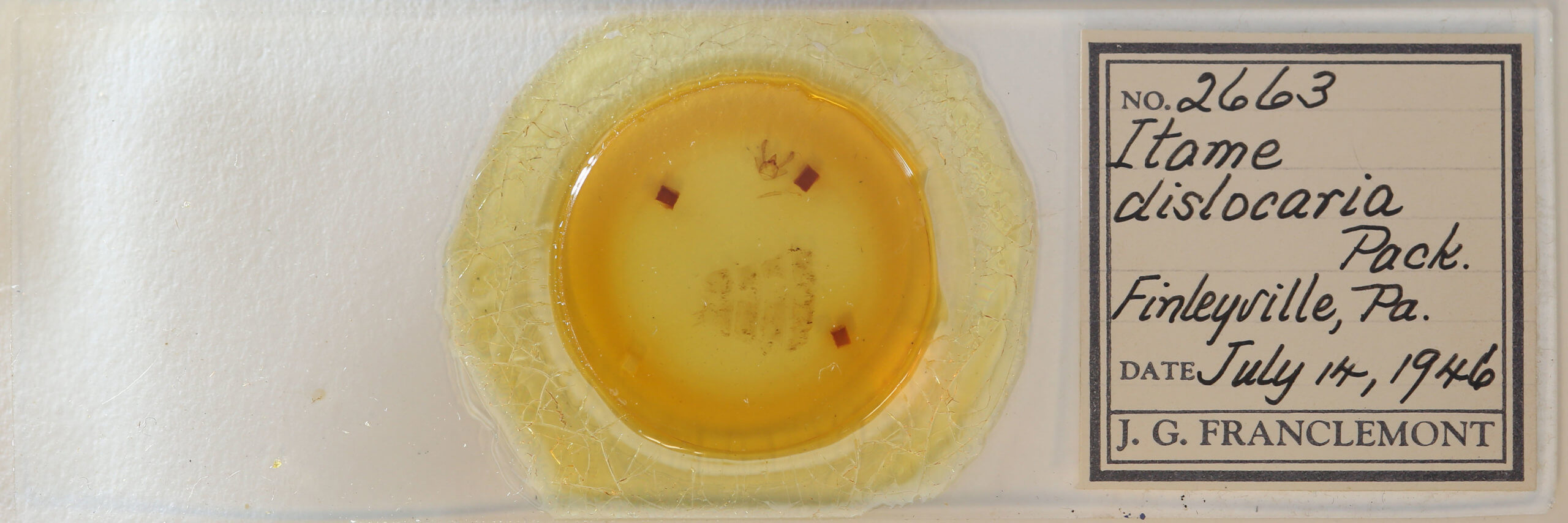 slide view of adult Isturgia dislocaria