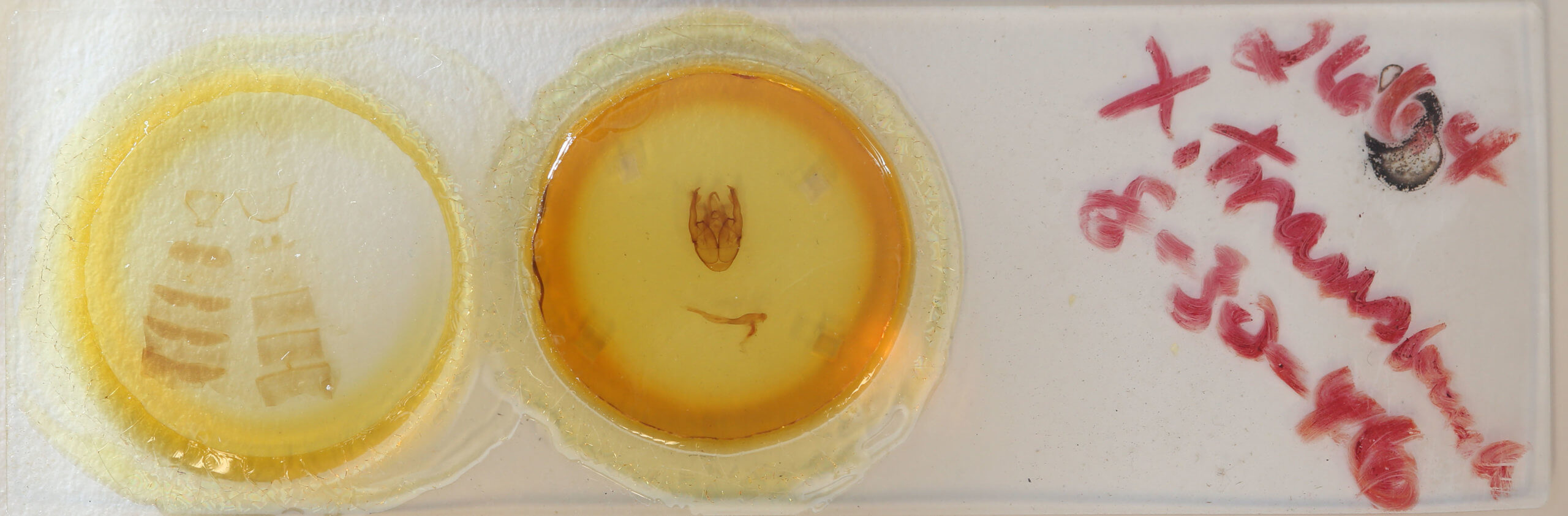 slide view of adult Xanthodes transversa