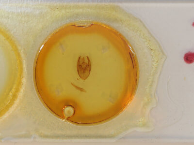 slide view of adult Xanthodes transversa