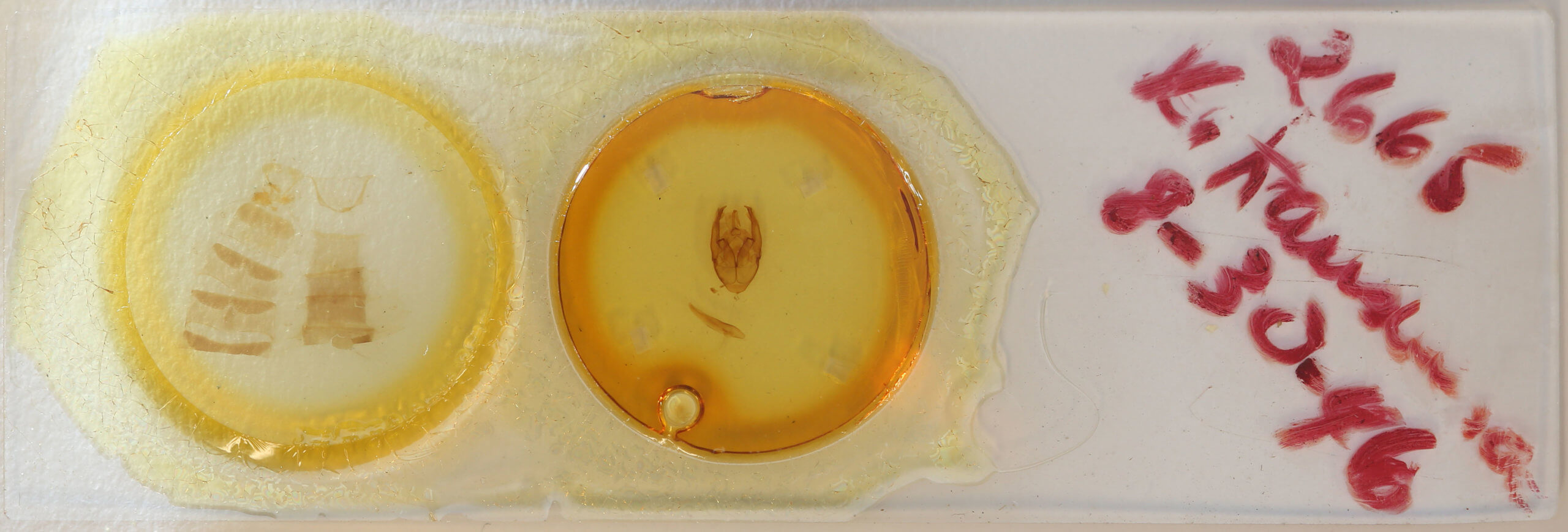 slide view of adult Xanthodes transversa