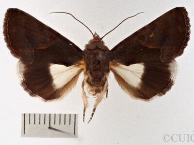 dorsal view of adult Catephia sericea