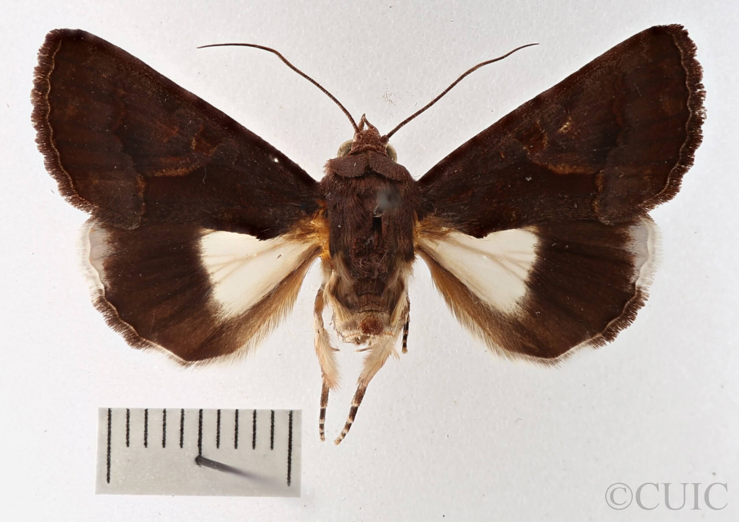 dorsal view of adult Catephia sericea