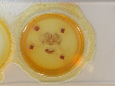 slide view of adult Catephia sericea