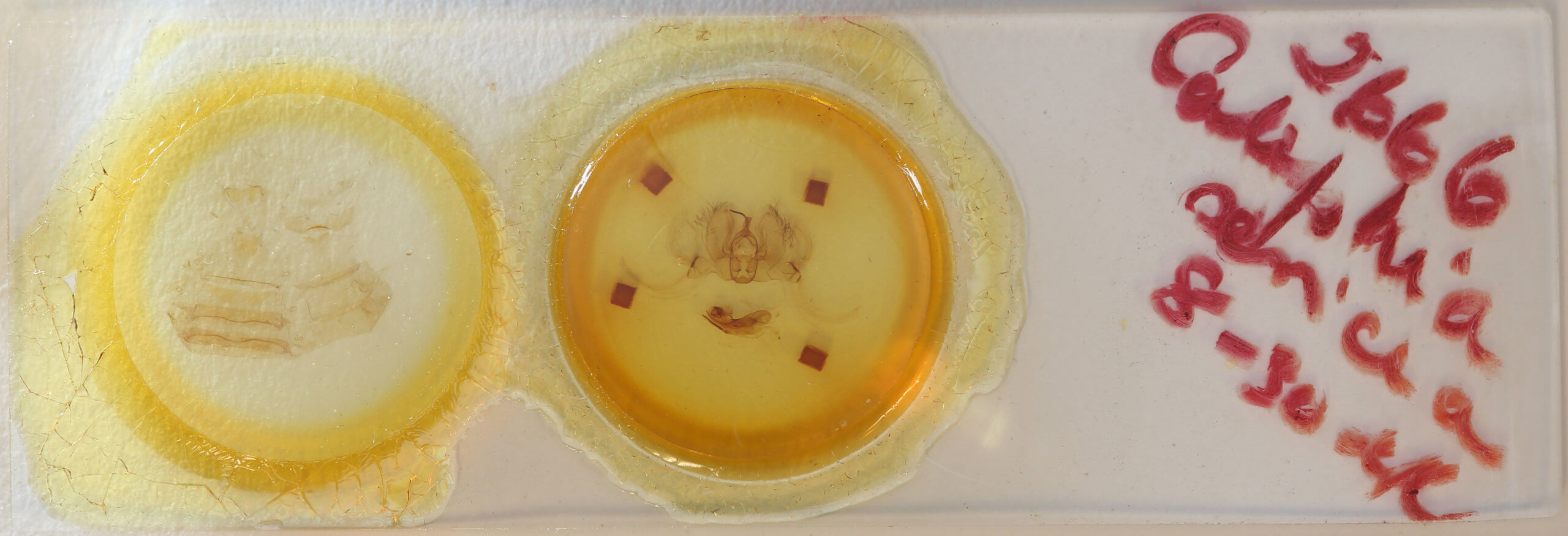 slide view of adult Catephia sericea