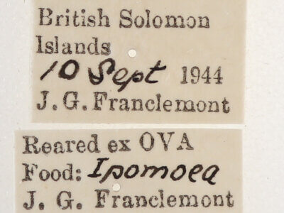 label view of adult Catephia sericea