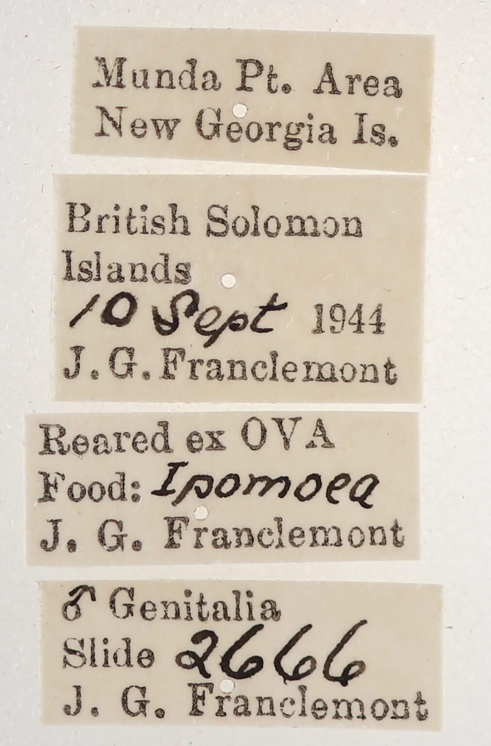 label view of adult Catephia sericea