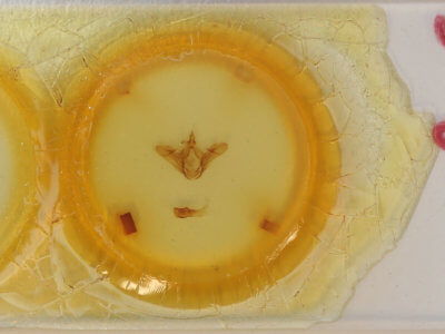 slide view of adult Leucodonta bicoloria