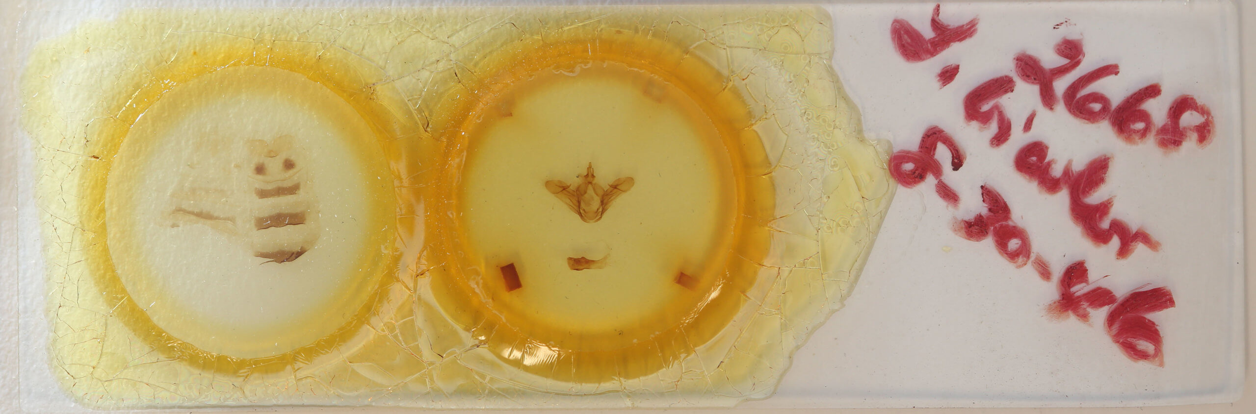 slide view of adult Leucodonta bicoloria