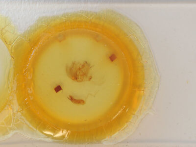 slide view of adult Catephia