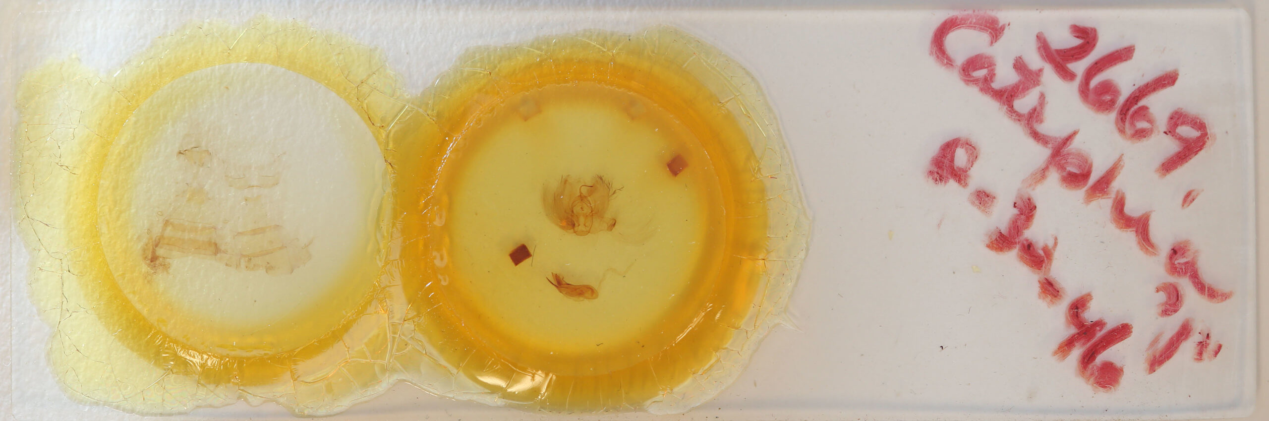 slide view of adult Catephia