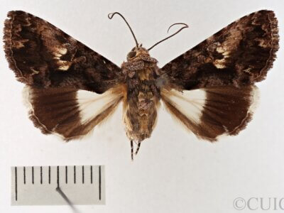 dorsal view of adult Catephia