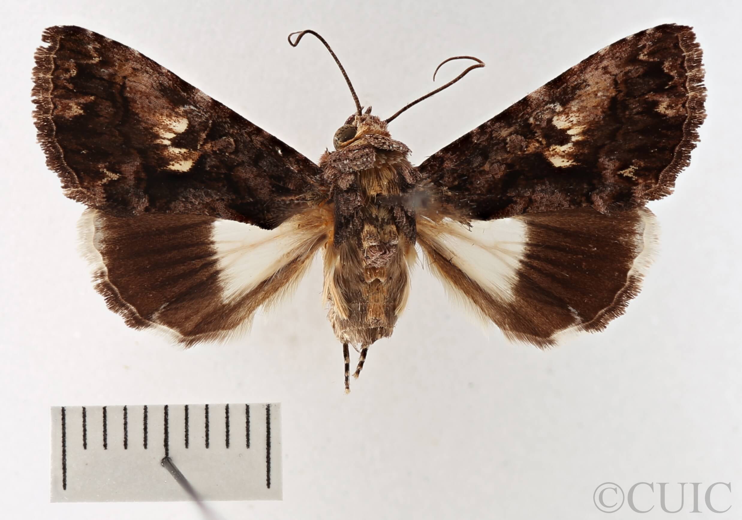 dorsal view of adult Catephia