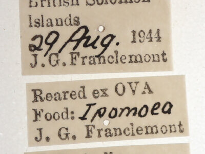 label view of adult Catephia